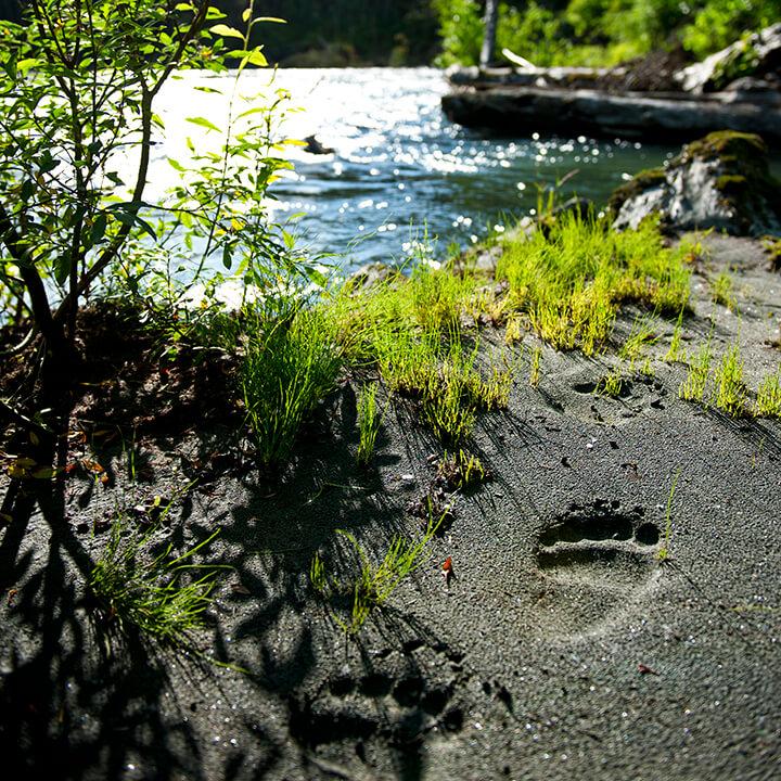 Fußabdruck eines Bären am Fluss im Toba-Tal – CSMM übernimmt dort Waldpatenschaft über Wilderness International