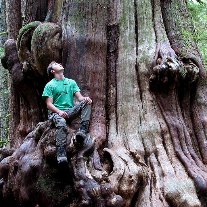 Umweltbotschafter betrachtet gigantischen uralten Riesenlebenswald im von CSMM-Architekten über die Stiftung Wilderness International geschützten Regenwald